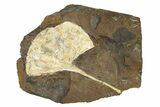 Paleocene Fossil Ginkgo Leaf - North Dakota #271084-1